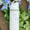 Blue bow water bottle